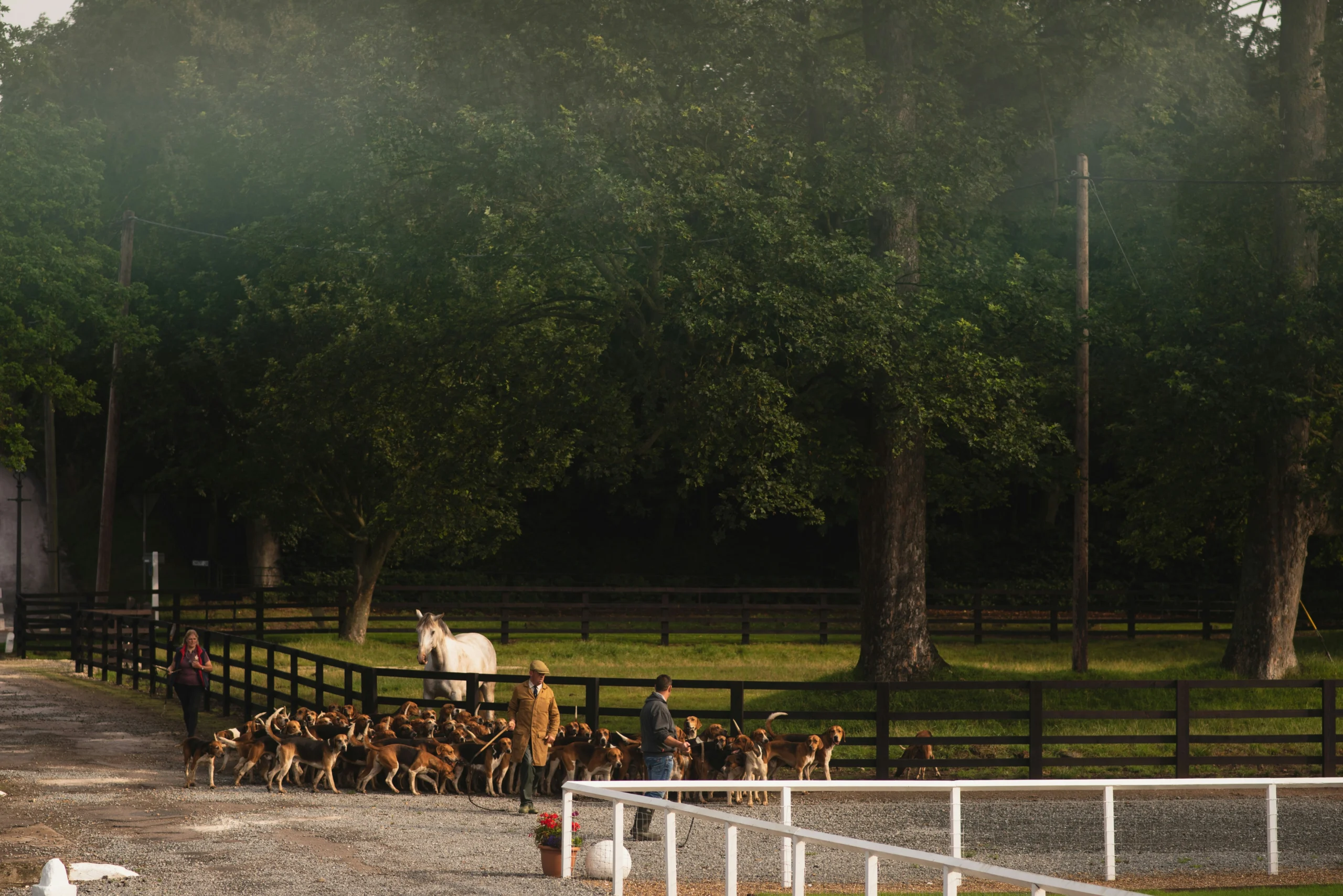 The Impact of Dog Adoption on Pet Allergies